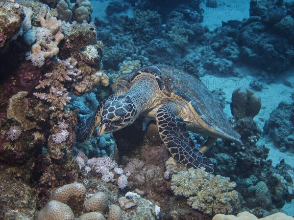 Green Sea Turtle (Chelonia mydas)