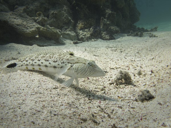 Speckled Sandperch (Parapercis hexophthalma)