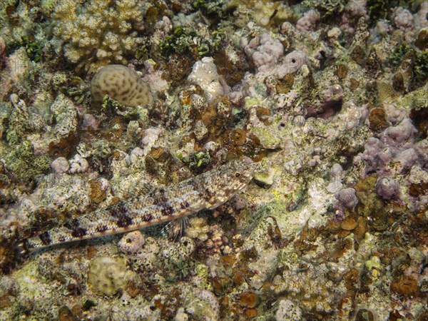 Sand Lizardfish (Synodus dermatogenys)