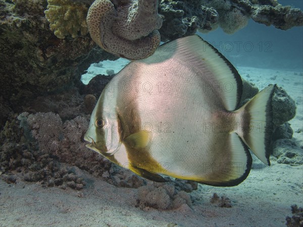 Orbicular Batfish (Platax orbicularis)