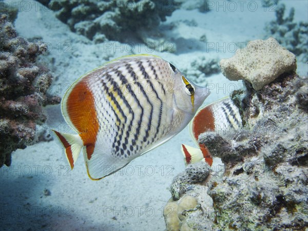 Eritrean Butterflyfish or Crown Butterflyfish (Chaetodon paucifasciatus)