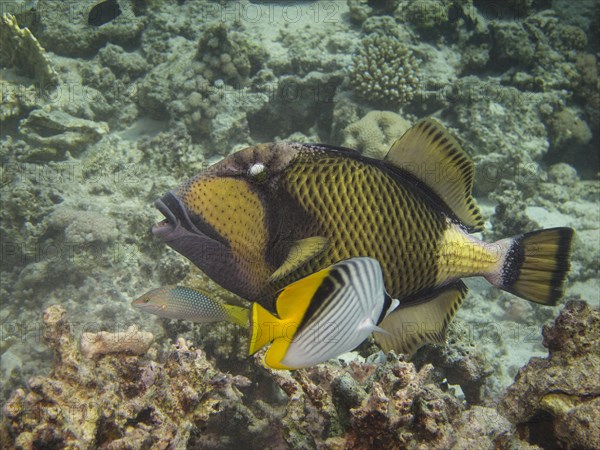 Titan Triggerfish