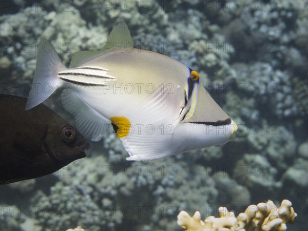 Arabian Picasso Triggerfish (Rhinecanthus assasi)