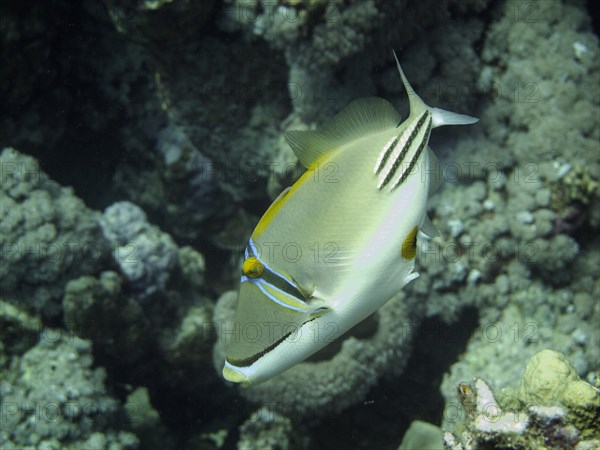 Arabian Picasso Triggerfish (Rhinecanthus assasi)