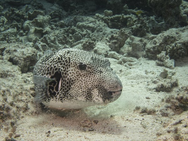 Star Puffer or Starry Toadfish (Arothron stellatus)