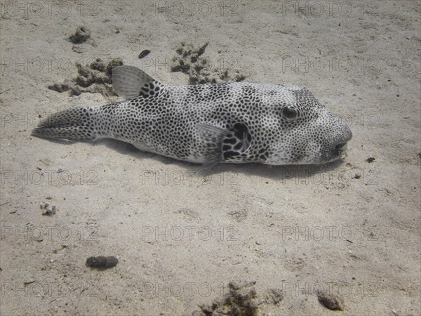 Star Puffer or Starry Toadfish (Arothron stellatus)