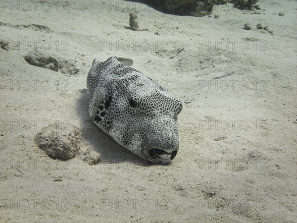 Star Puffer or Starry Toadfish (Arothron stellatus)