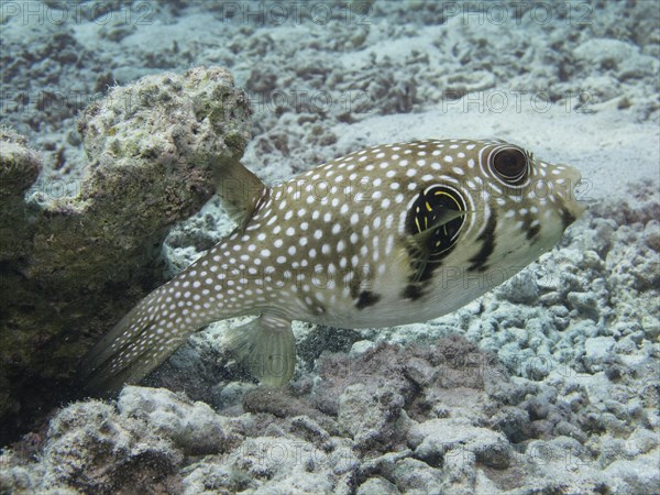 Black-spotted Pufferfish (Arothron nigropunctatus)