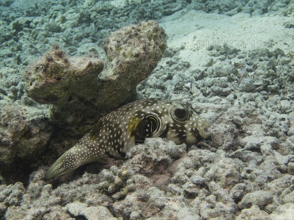 Black-spotted Pufferfish (Arothron nigropunctatus)