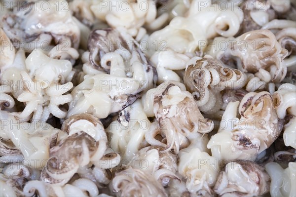 Fresh octopus display at a market in Thailand