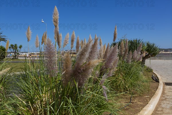 Pampas grass