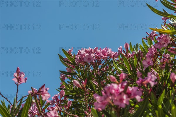 Oleander (Nerium oleander)