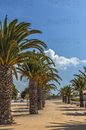 Date palms (Phoenix sp.)