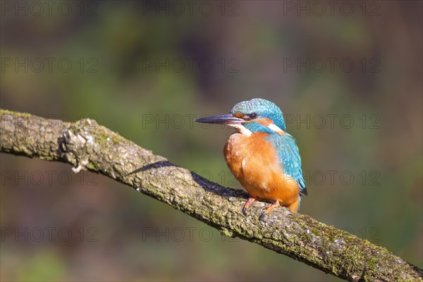 Kingfisher (Alcedo atthis)