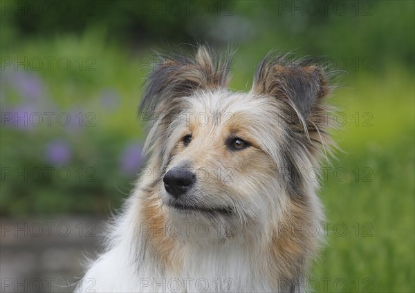 Bearded Collie Collie-Collie-Mix