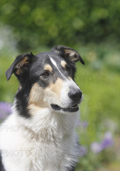 Bearded Collie