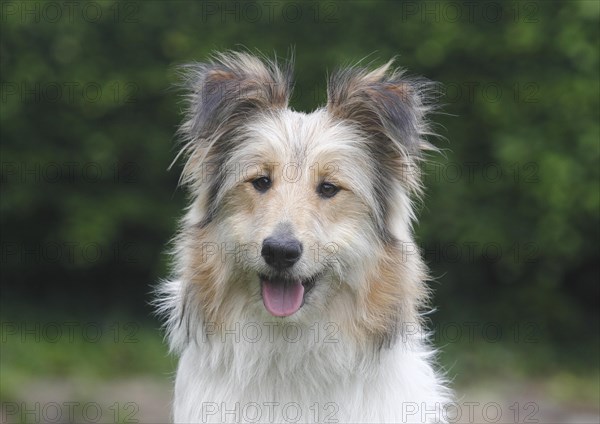 Bearded Collie Collie-Collie-Mix