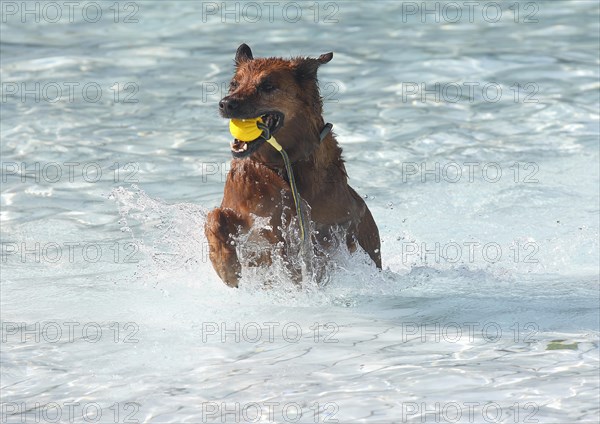 Harzer Fuchs Labrador