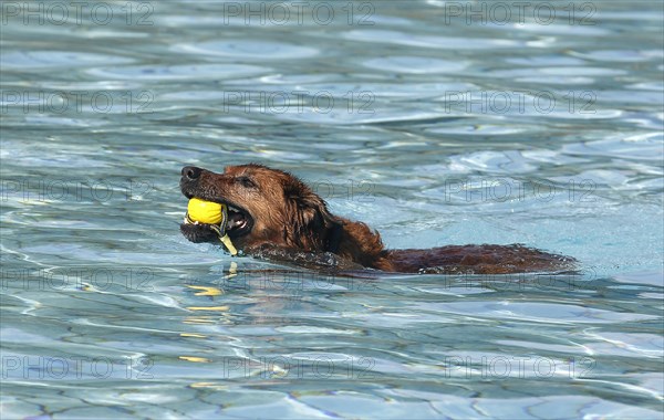 Harzer Fuchs Labrador