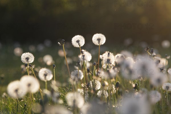 Dandelion clocks