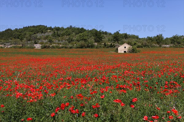 Cabana and poppy field near Millau