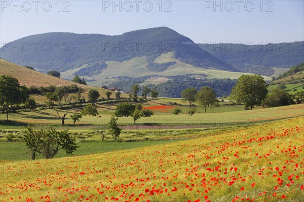 Agricultural landscape near Peyre