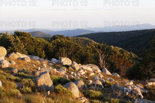 Landscape of The Causses and the Cevennes