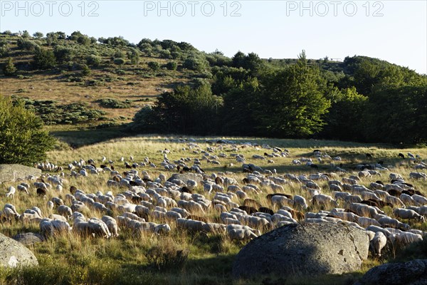 Flock of sheep