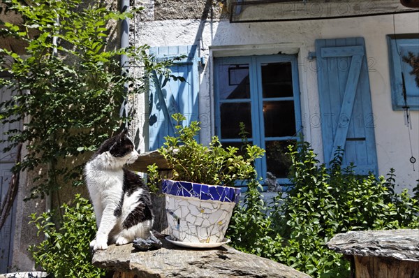 Cat sitting in front of house