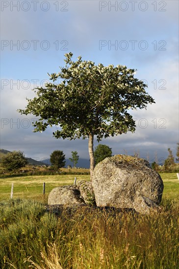 Solitary tree in the landscape near Finiels