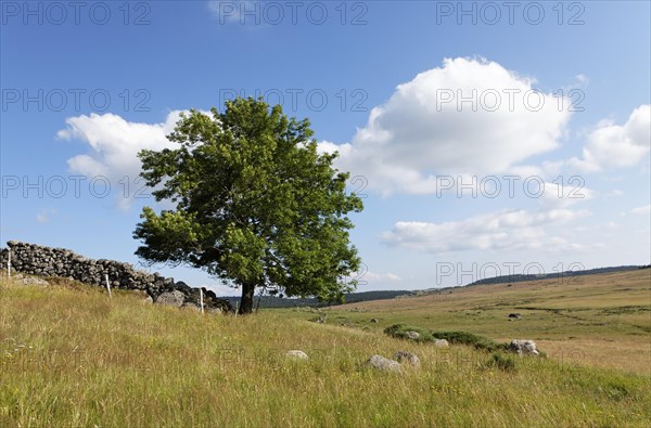 Landscape of Mont Lozere in Mas Camargues