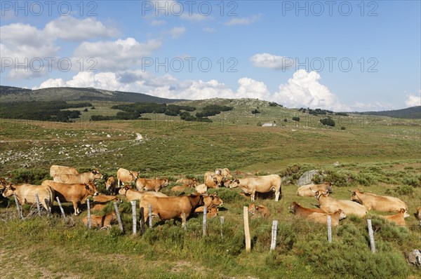 Herd of cows