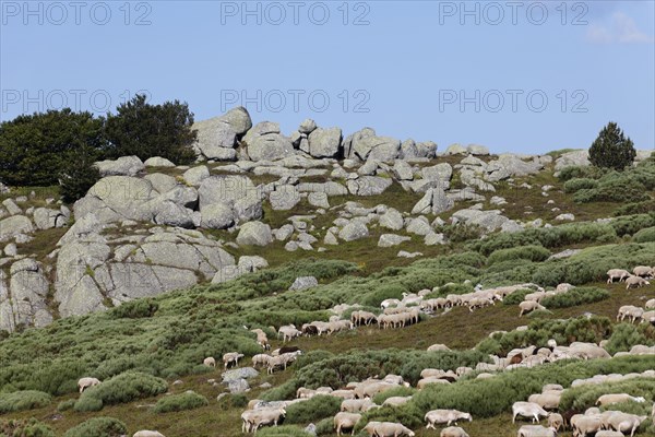 Flock of sheep in the hamlet of Bellecoste