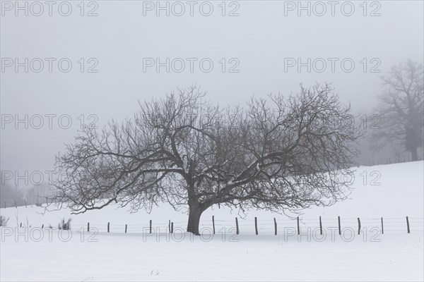 Solitary tree in winter