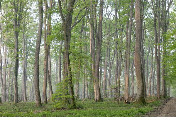 Oak forest of Moladiers towards Moulins