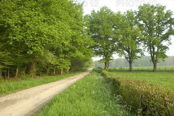 Track through oak forest of Moladiers towards Moulins