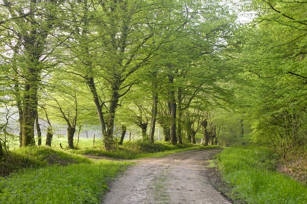 Track through oak forest of Moladiers towards Moulins