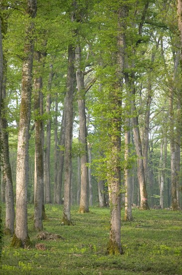 Oak forest of Moladiers towards Moulins