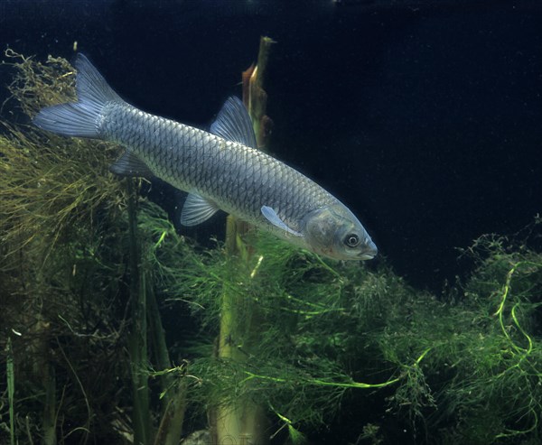 Grass Carp (Ctenopharyngodon idella)