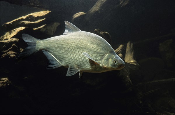 Carp Bream (Abramis brama)