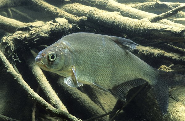 Carp Bream (Abramis brama)