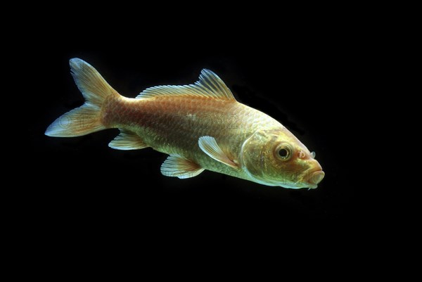 Ornamental koi carp