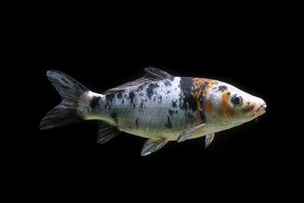 Ornamental koi carp