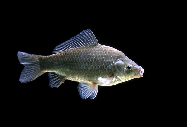 Crucian Carp (Carassius carassius)