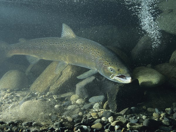 Atlantic Salmon (Salmo salar)