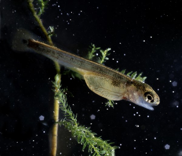 Brown Trout (Salmo trutta fario) just after hatching