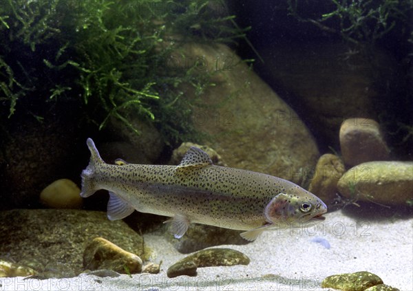 Rainbow Trout (Salmo gairdneri)