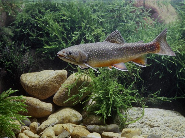 Brook Trout (Salvelinus fontinalis)