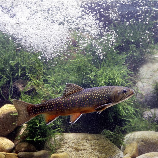 Brook Trout (Salvelinus fontinalis)