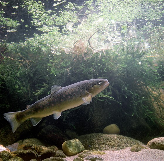 Brown Trout (Salmo trutta fario)